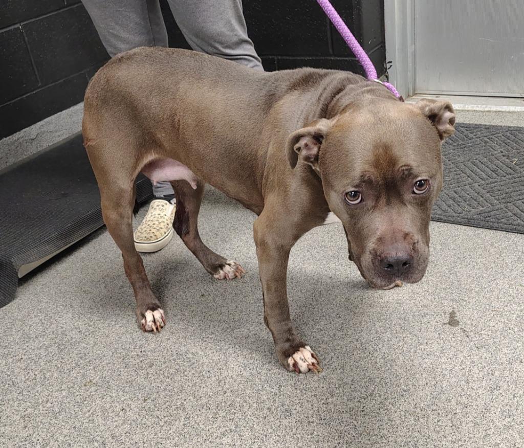 GILDA, a Adoptable Pit Bull Terrier in Fremont, OH image 2/2