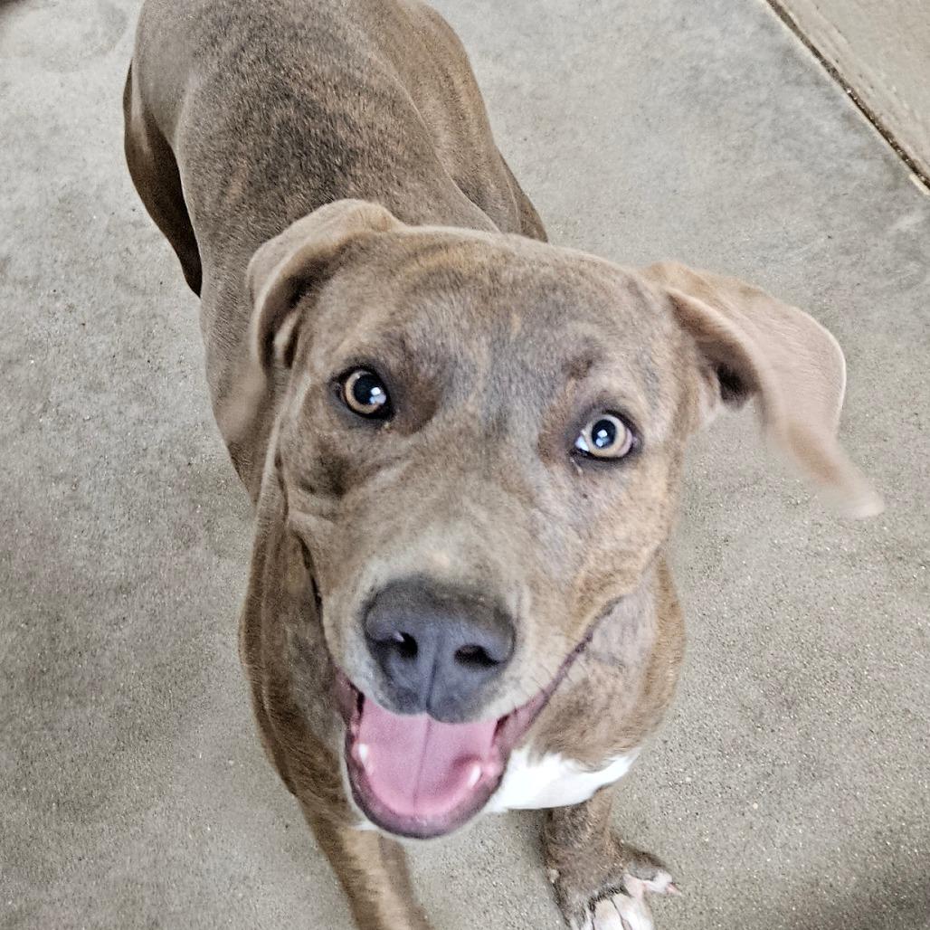 Enlarge Buffy, a Adoptable Mixed Breed in Independence, KS image 1/6