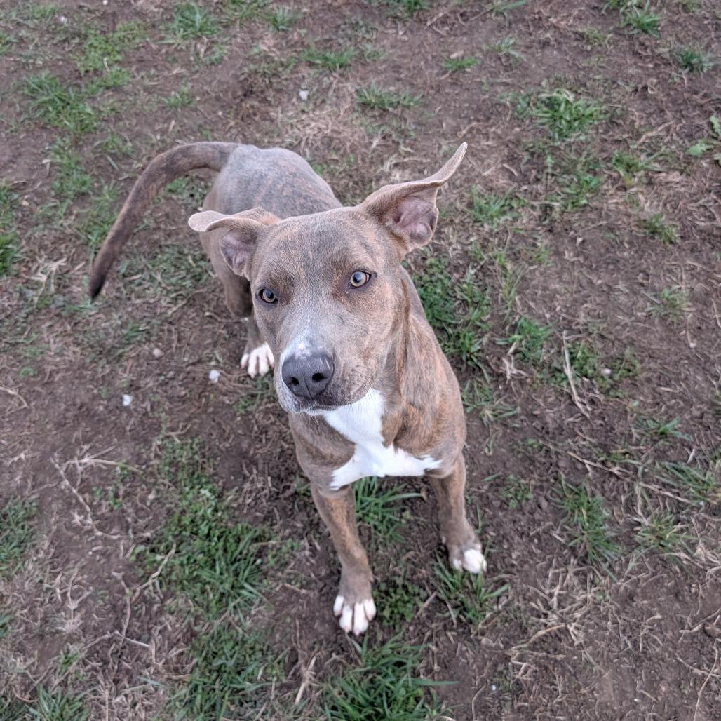 Enlarge Buffy, a Adoptable Mixed Breed in Independence, KS image 3/6