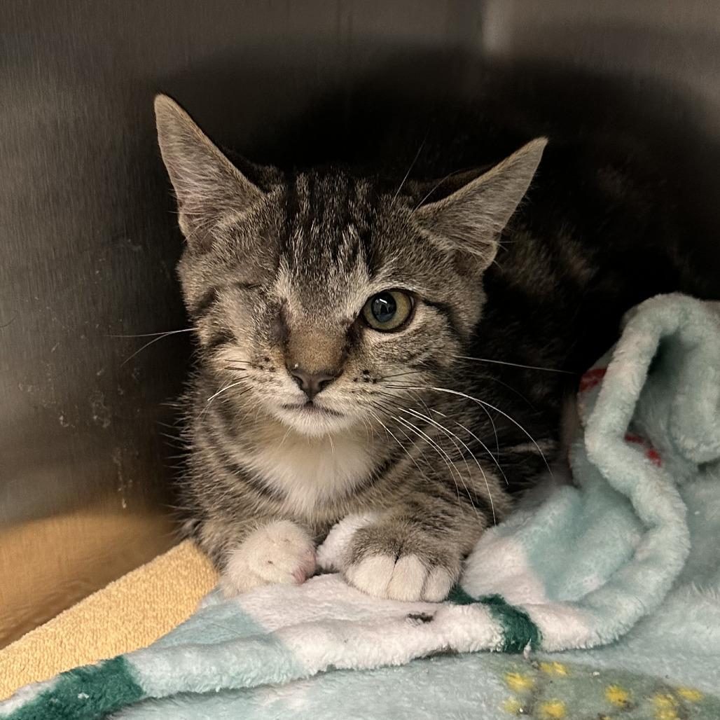 Lincoln, Adoptable, Kitten Male Domestic Short Hair.