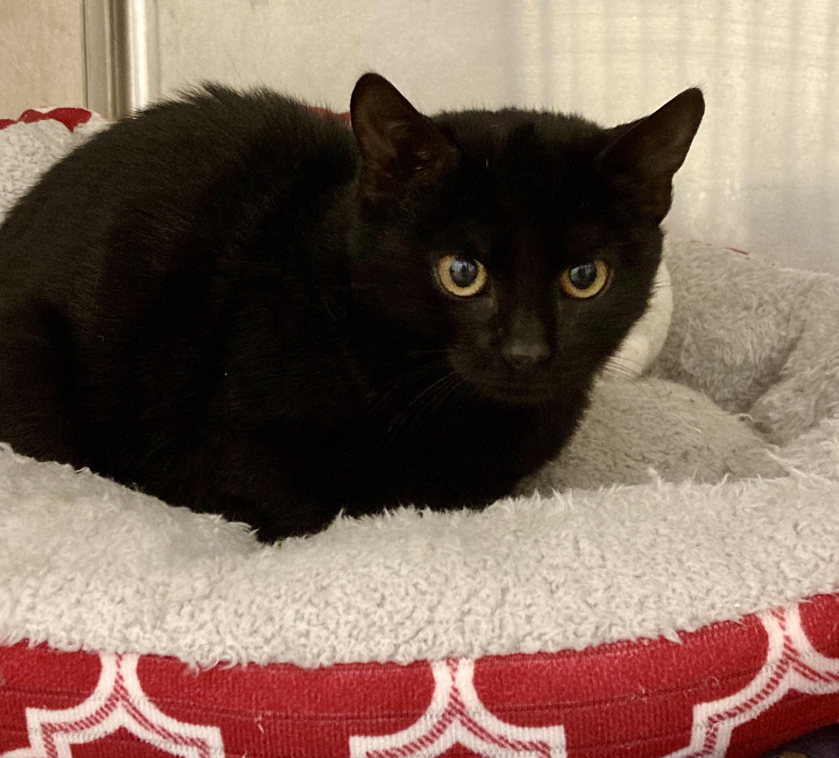 Monica & Rachel, a ADOPTABLE Domestic Short Hair in Greenwich, CT image 2/2