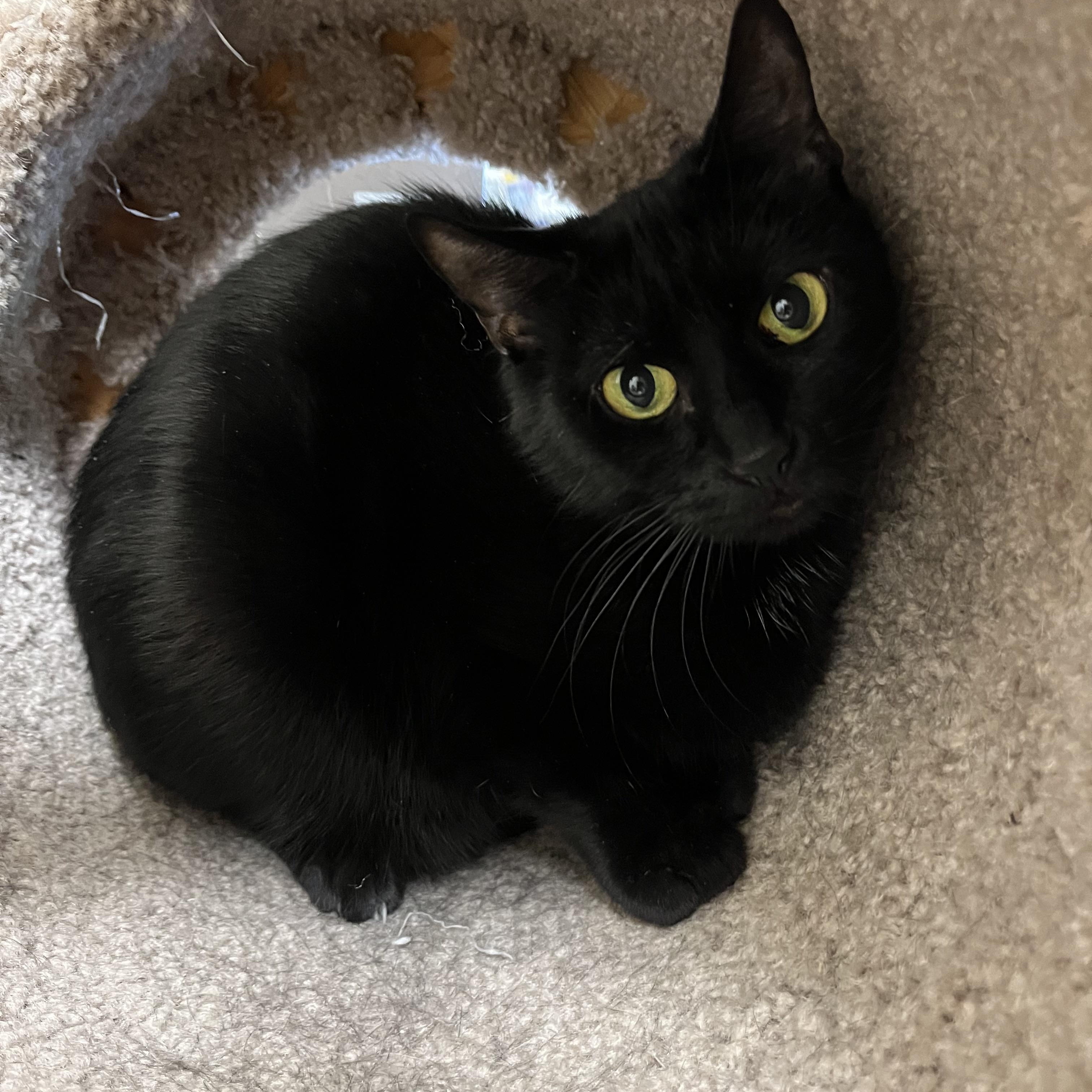 Monica, ADOPTABLE, Adult Female Domestic Short Hair.