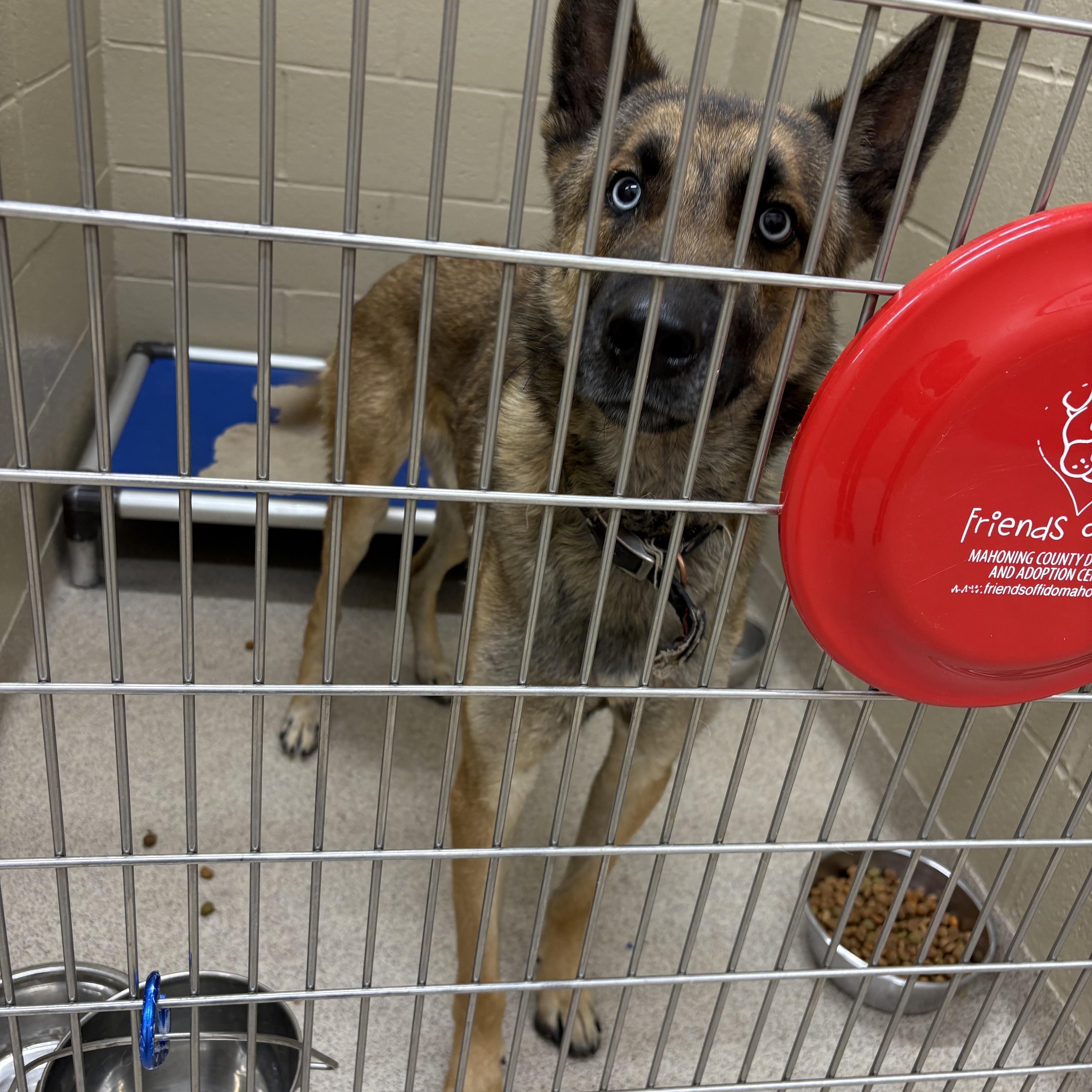 Liam, a Adoptable mixed breed in Youngstown, OH image 3/3