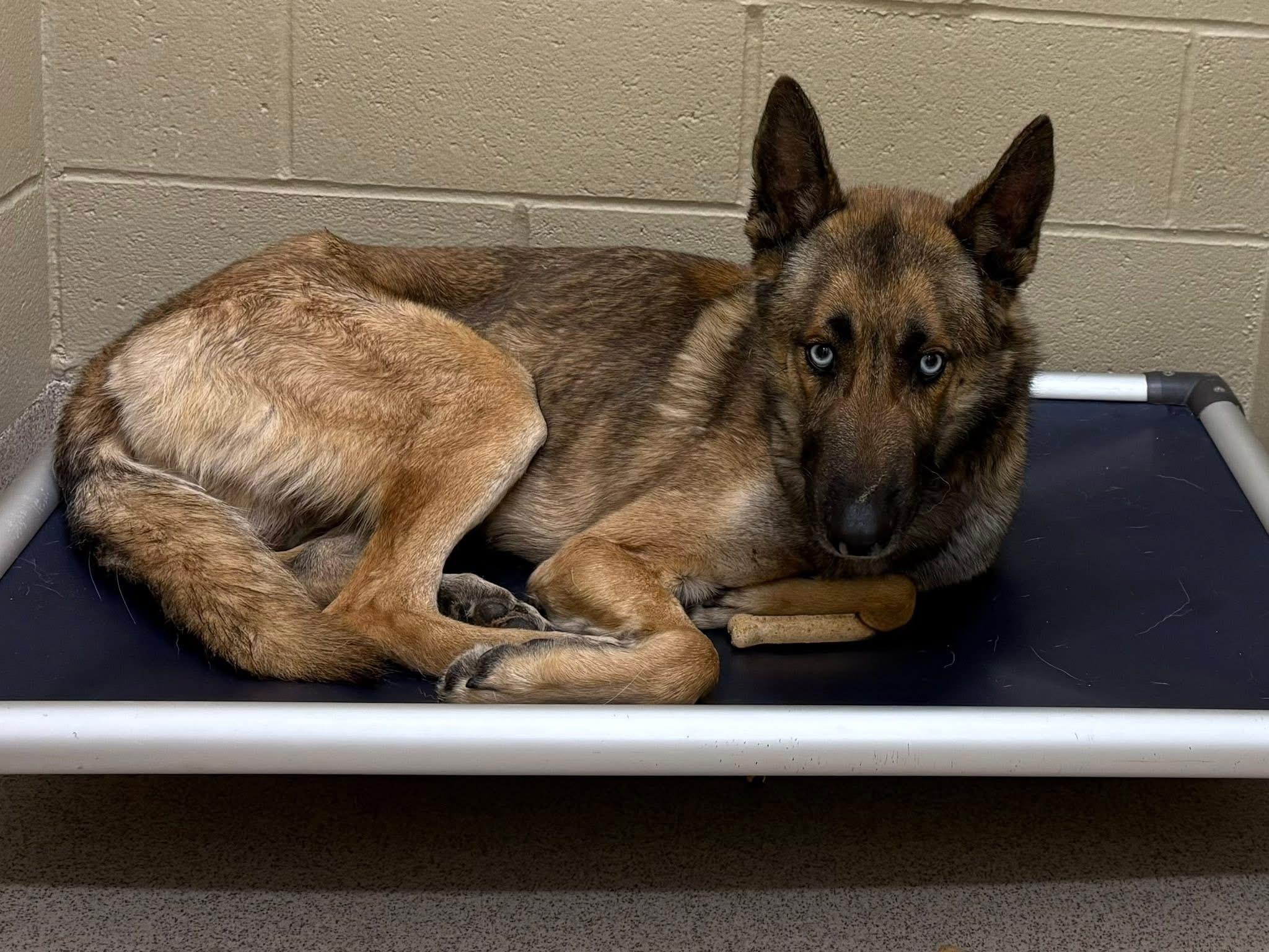 Liam, a Adoptable mixed breed in Youngstown, OH image 1/3