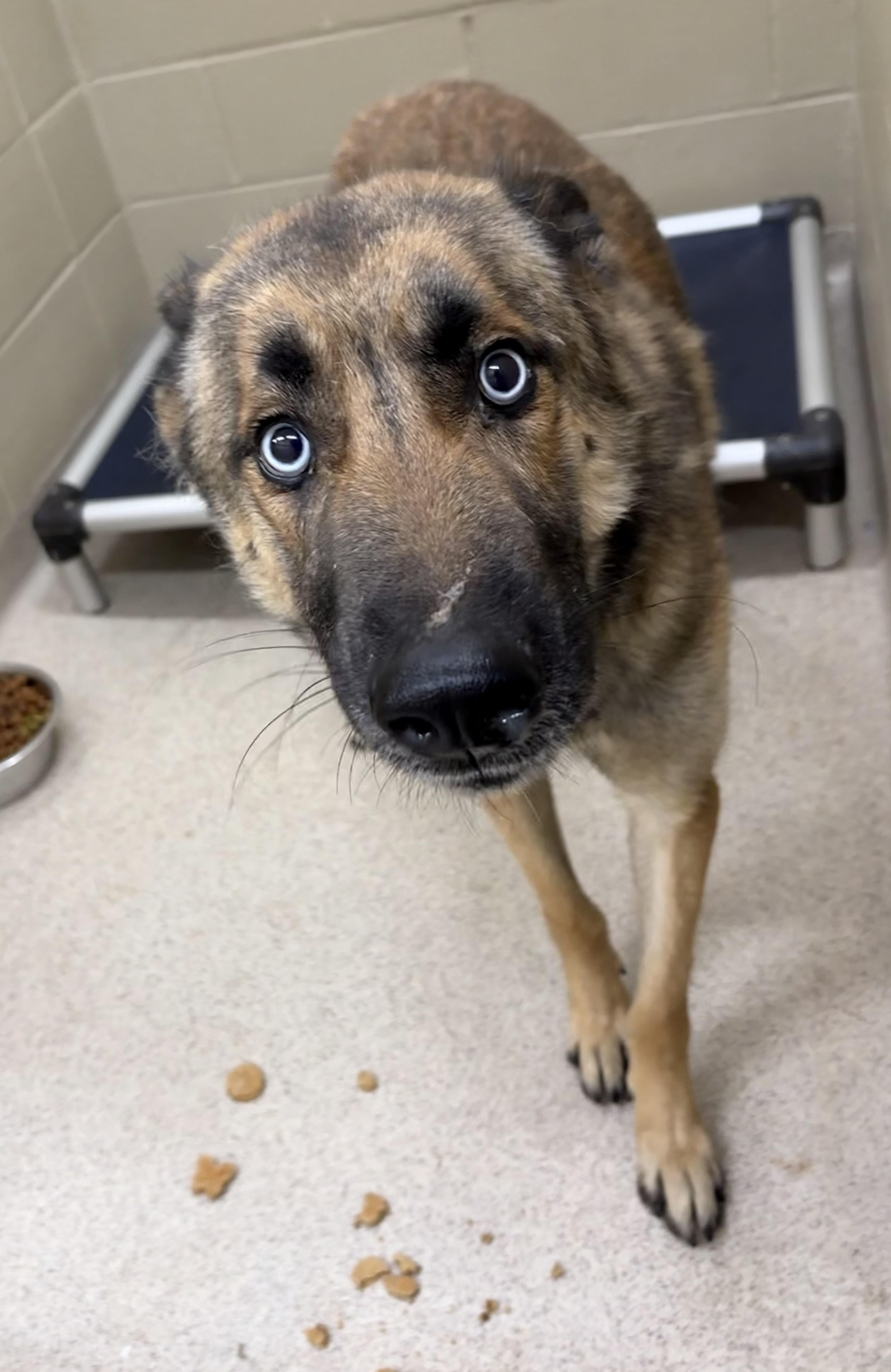 Liam, a Adoptable mixed breed in Youngstown, OH image 2/3