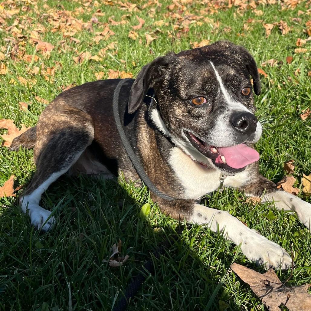 Ronco, Adoptable, Senior Male Beagle & Boston Terrier.