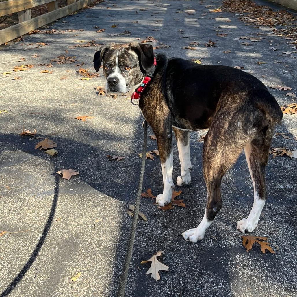 Ronco, a Adoptable mixed breed in Grand Rapids, MI image 2/6