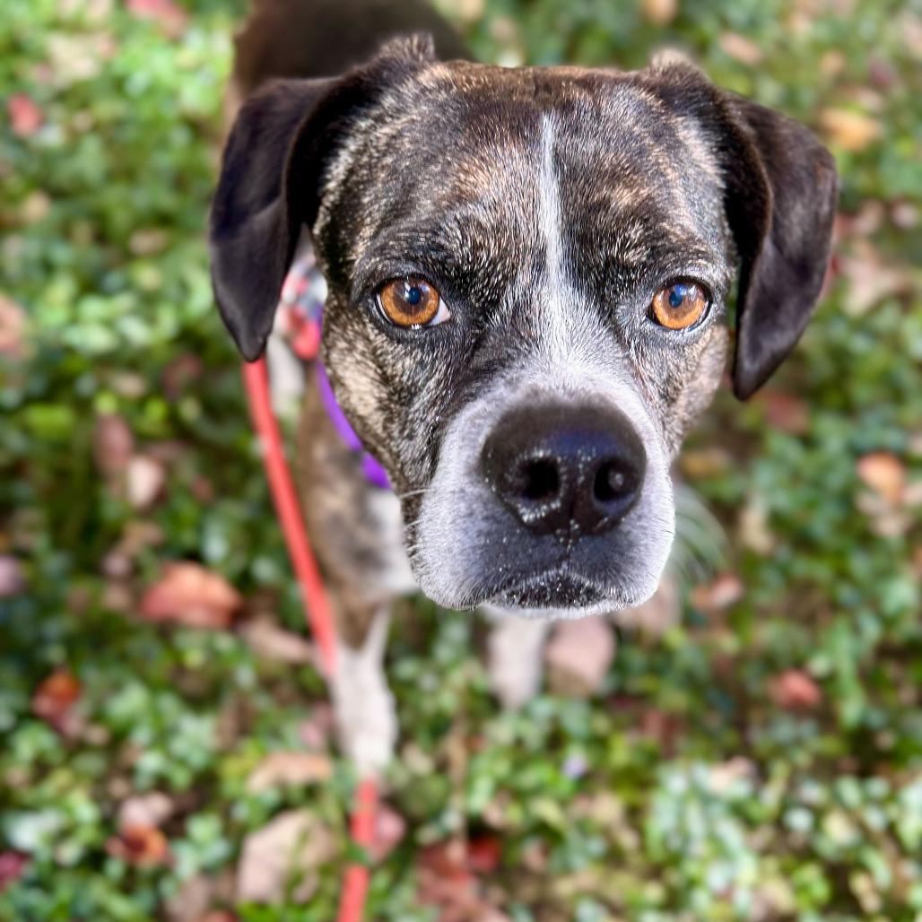 Ronco, a Adoptable mixed breed in Grand Rapids, MI image 3/6