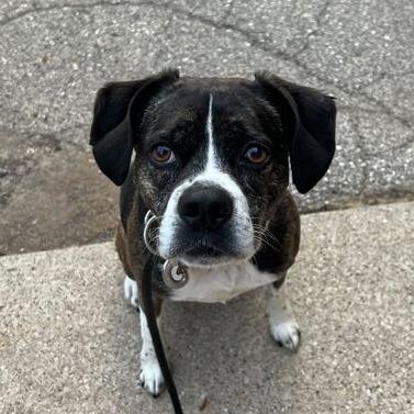 Ronco, a Adoptable mixed breed in Grand Rapids, MI image 4/6