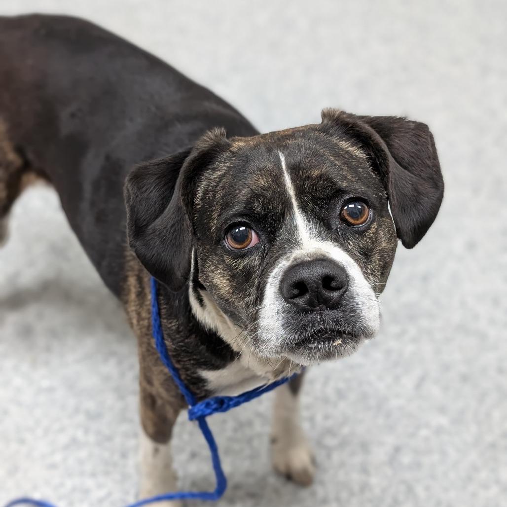 Ronco, a Adoptable mixed breed in Grand Rapids, MI image 5/6