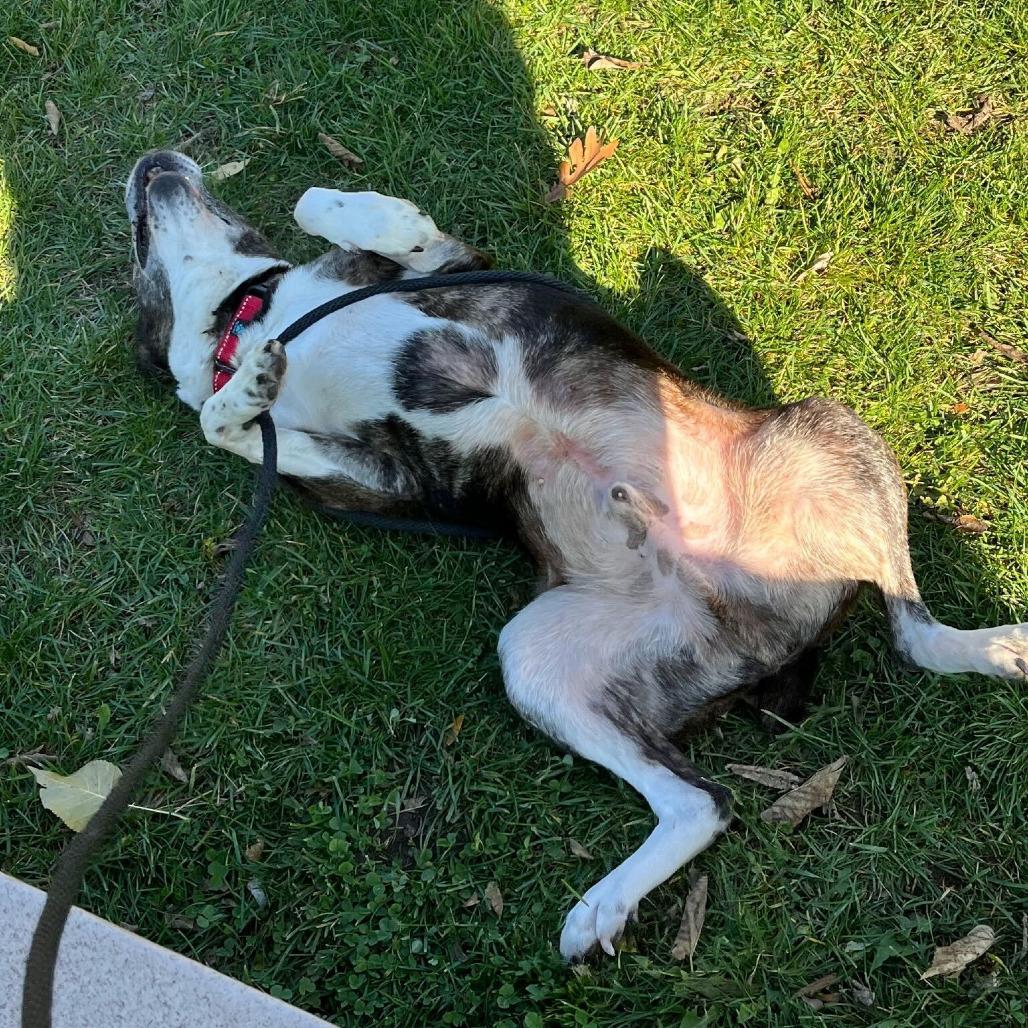 Ronco, a Adoptable mixed breed in Grand Rapids, MI image 6/6