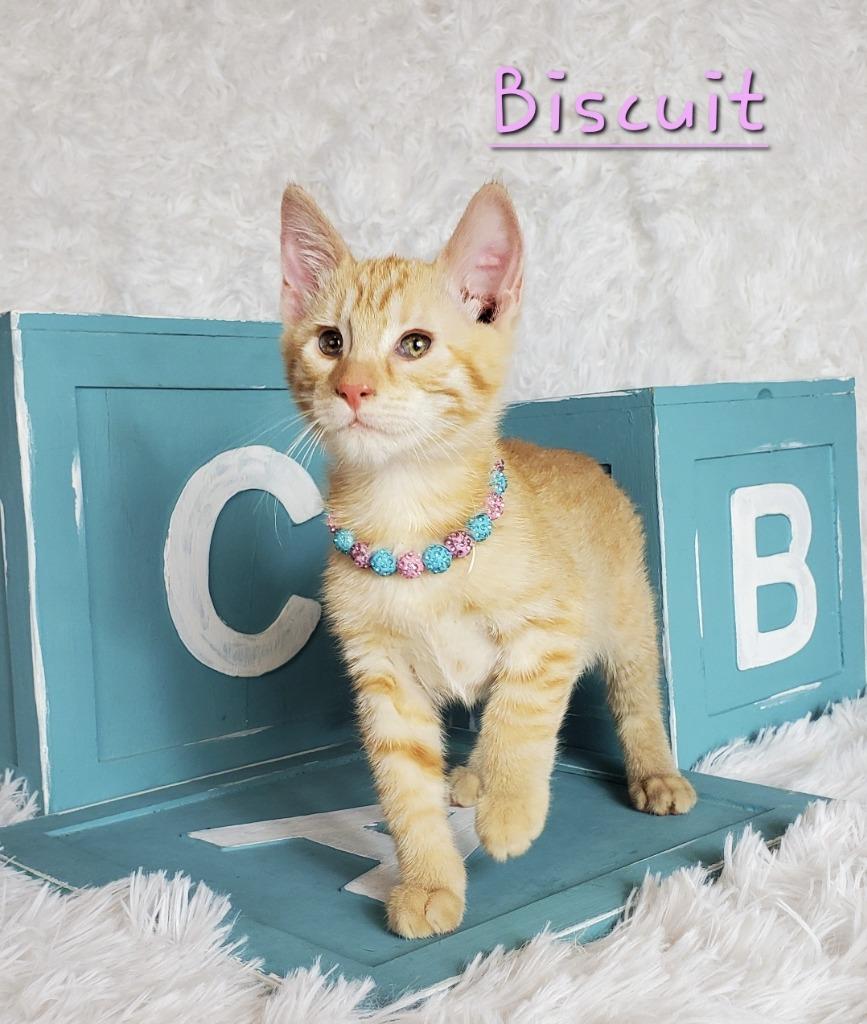 Enlarge Biscuit, a Adoptable mixed breed in San Jacinto, CA image 2/4
