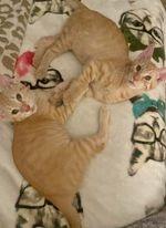 Biscuit, a Adoptable mixed breed in San Jacinto, CA image 1/4