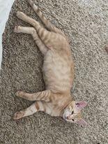 Biscuit, a Adoptable mixed breed in San Jacinto, CA image 3/4