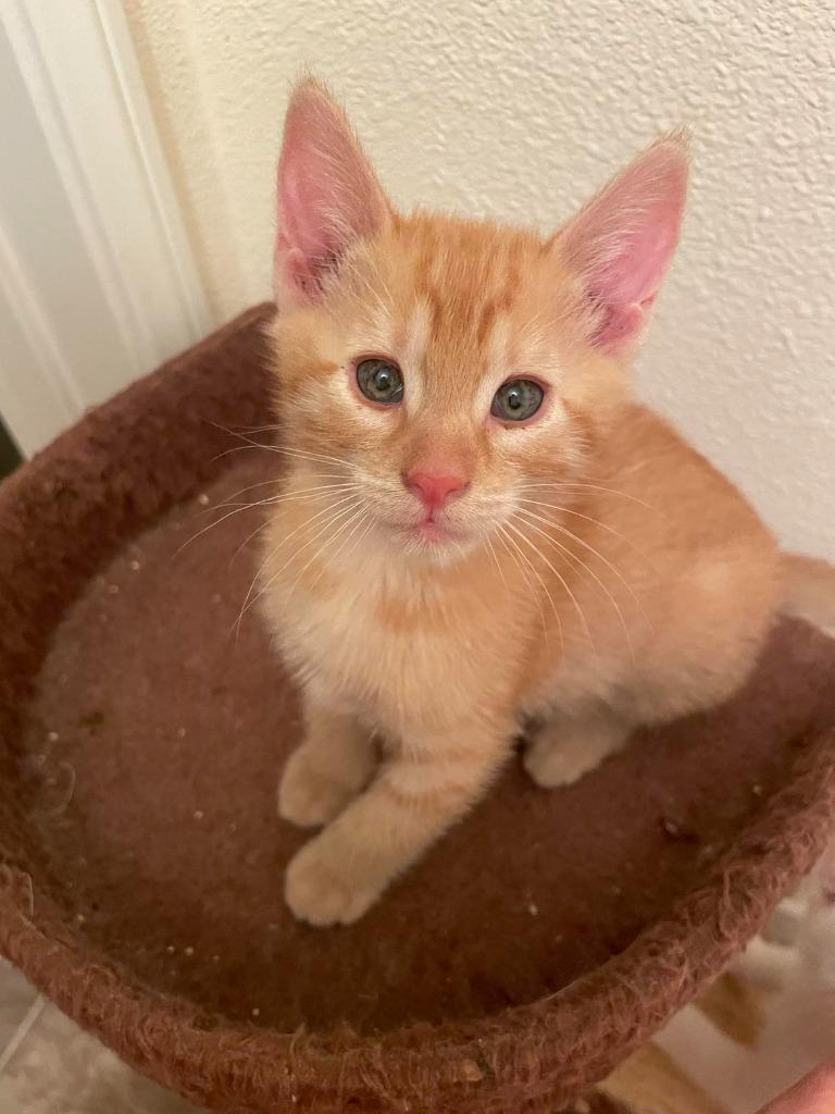 Enlarge Biscuit, a Adoptable mixed breed in San Jacinto, CA image 4/4