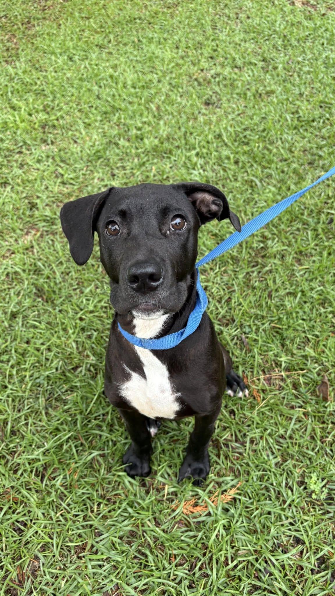 Joker, a ADOPTABLE mixed breed in Ayden, NC image 5/6