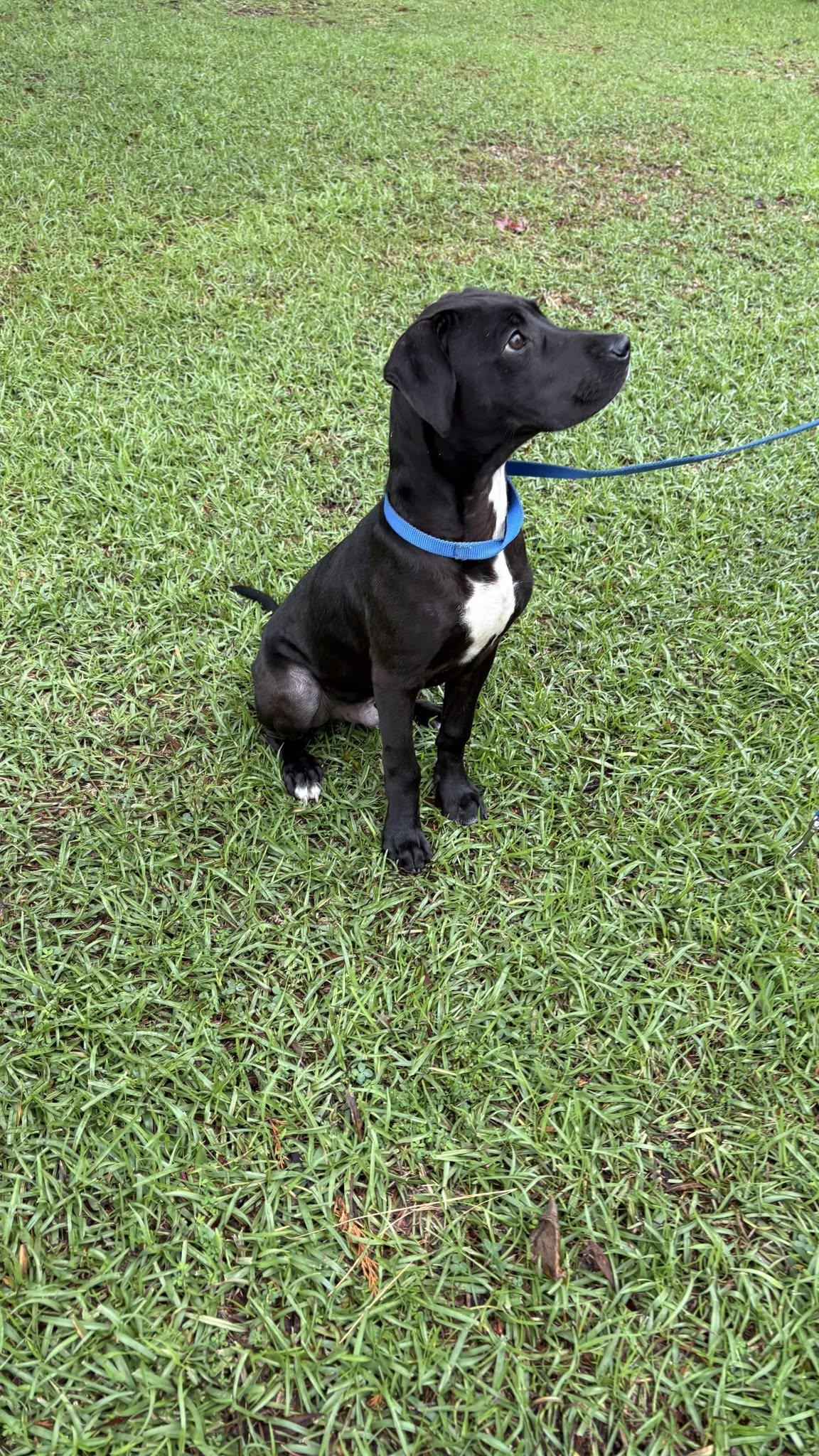 Joker, a ADOPTABLE mixed breed in Ayden, NC image 6/6