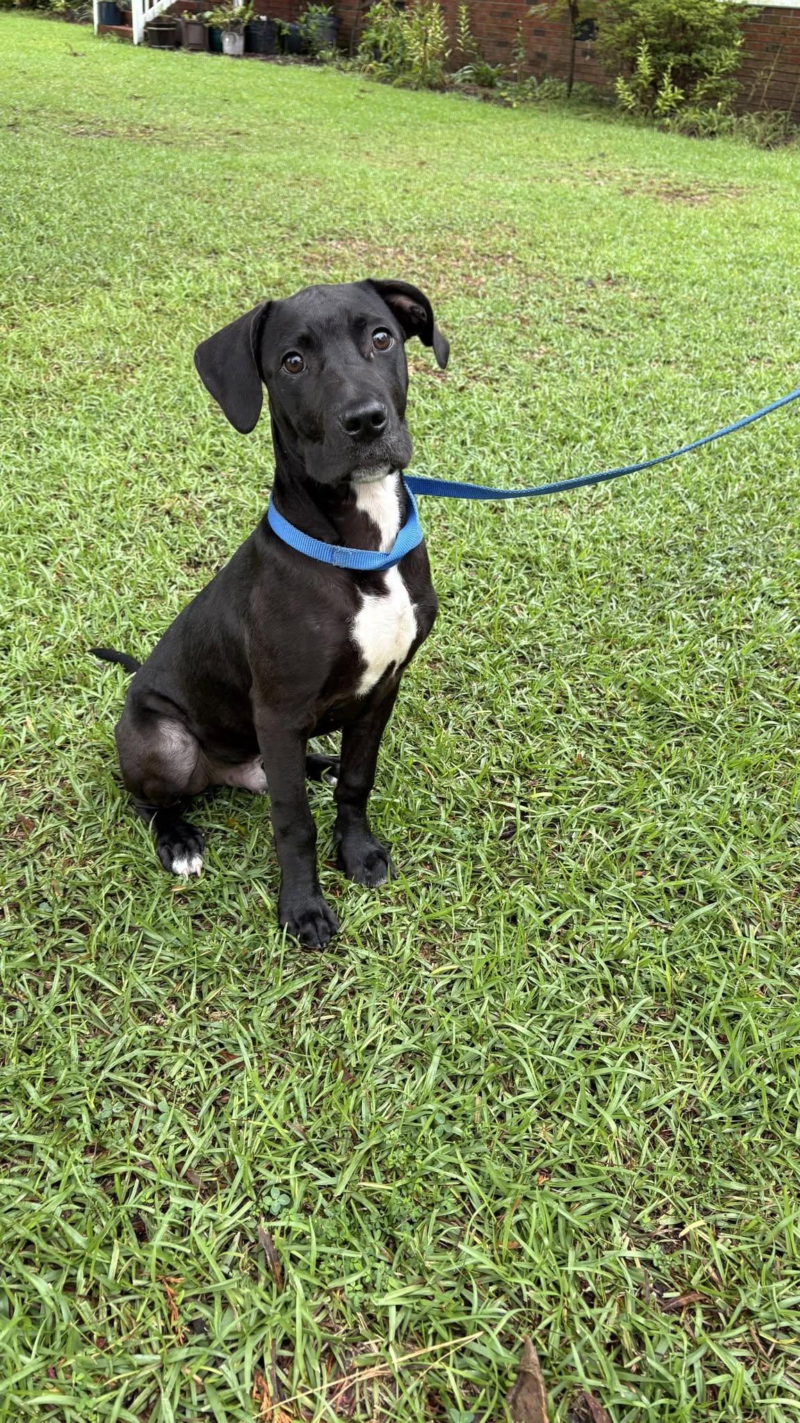 Joker, ADOPTABLE, Puppy Male Labrador Retriever.