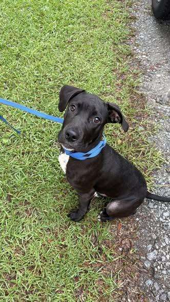 Joker, a ADOPTABLE mixed breed in Ayden, NC image 3/6