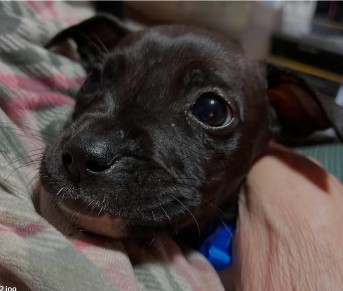 Joker, a ADOPTABLE mixed breed in Ayden, NC image 2/6