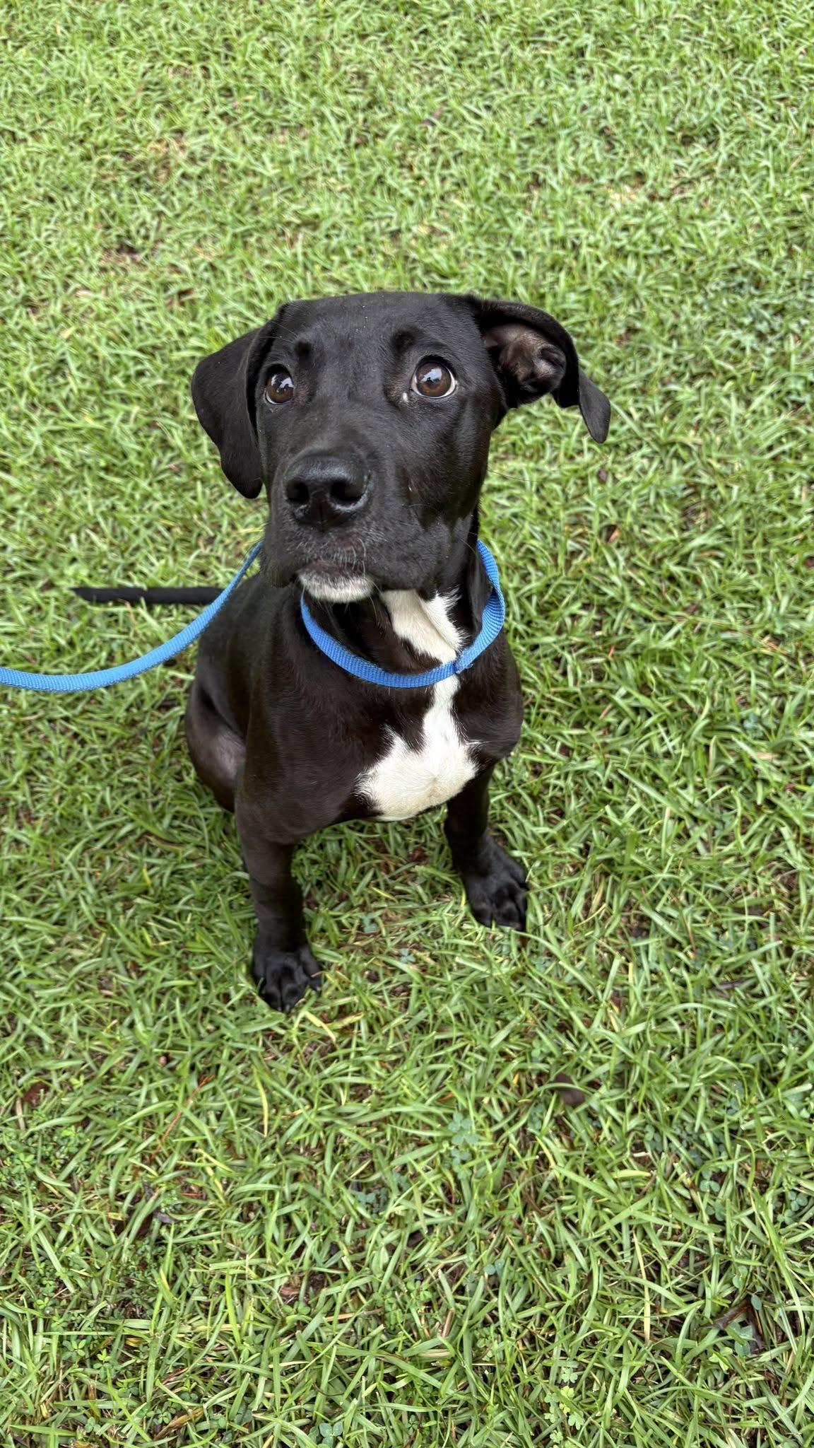 Joker, a ADOPTABLE mixed breed in Ayden, NC image 4/6