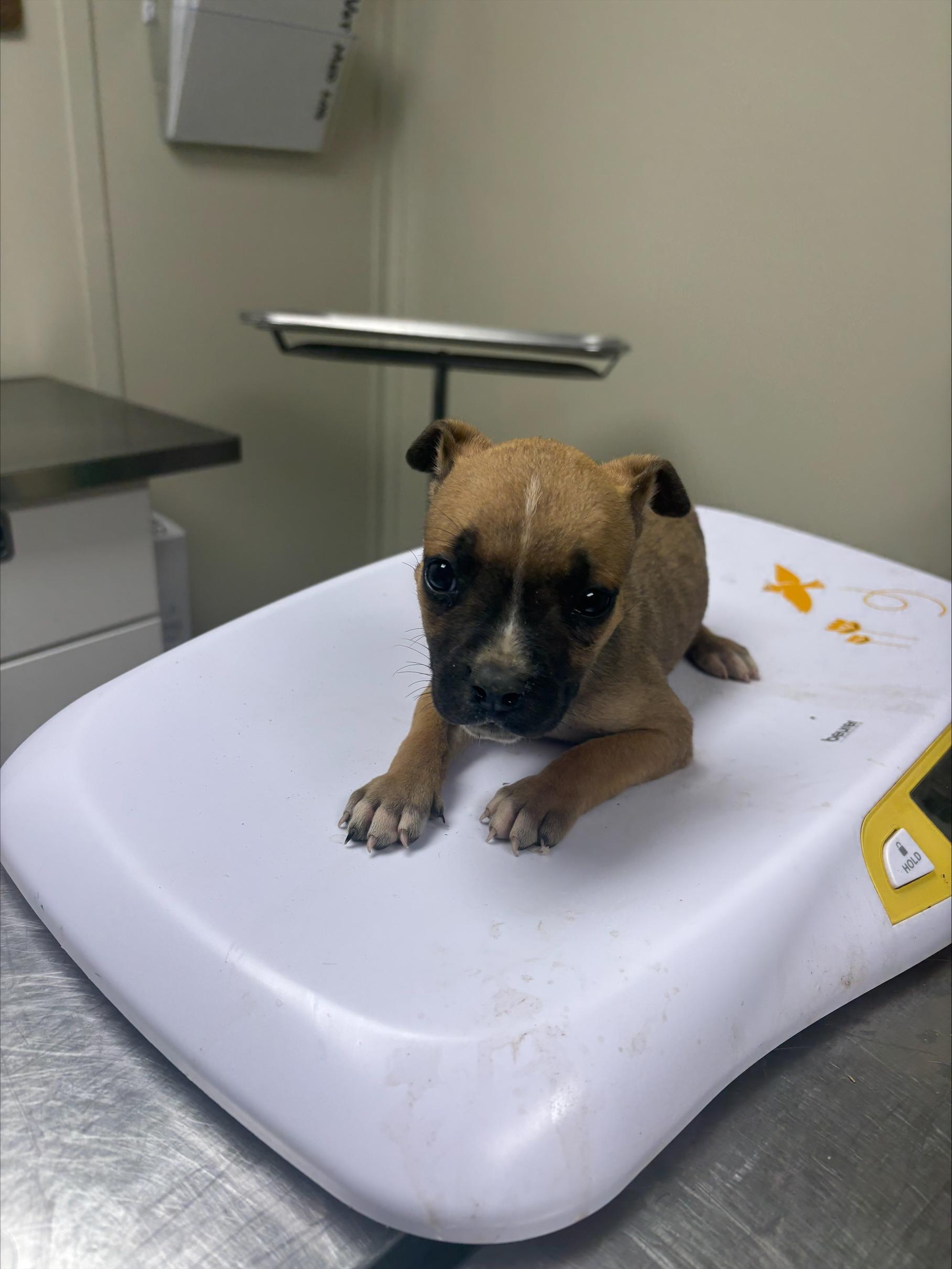 Enlarge Duke, a ADOPTABLE mixed breed in Conway, AR image 1/1