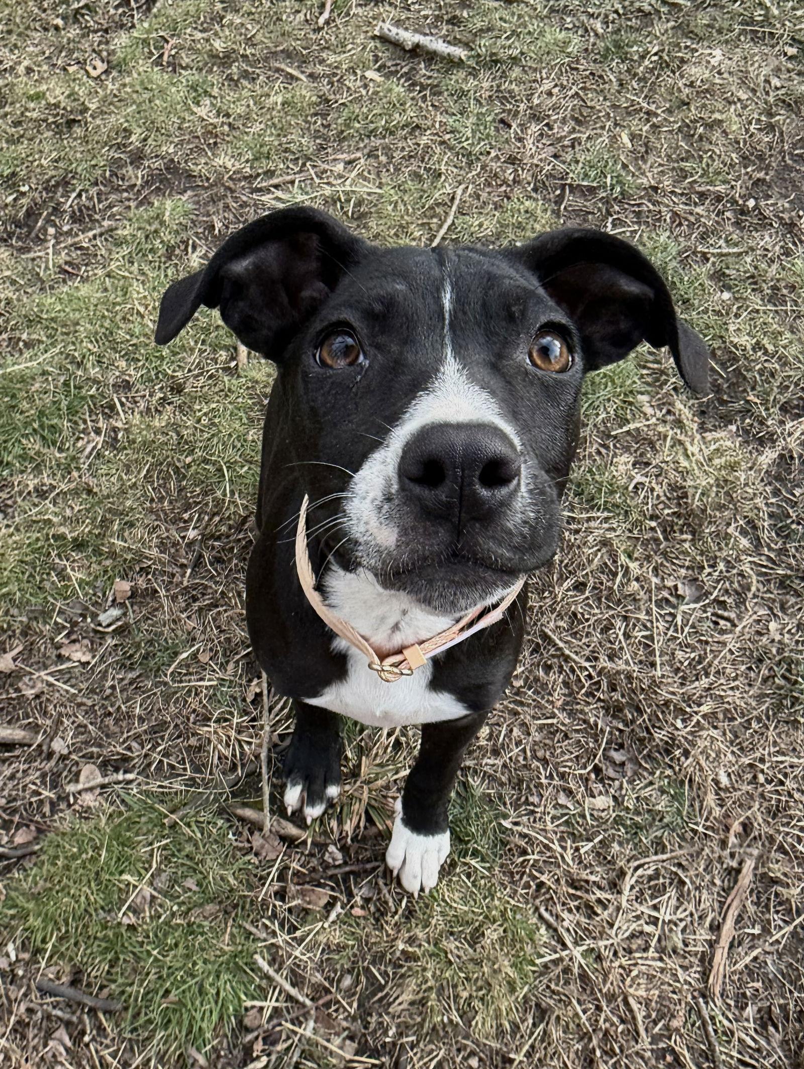 Angel Calligrace *LOCAL*, Adoptable, Puppy Female Boston Terrier & Chihuahua.