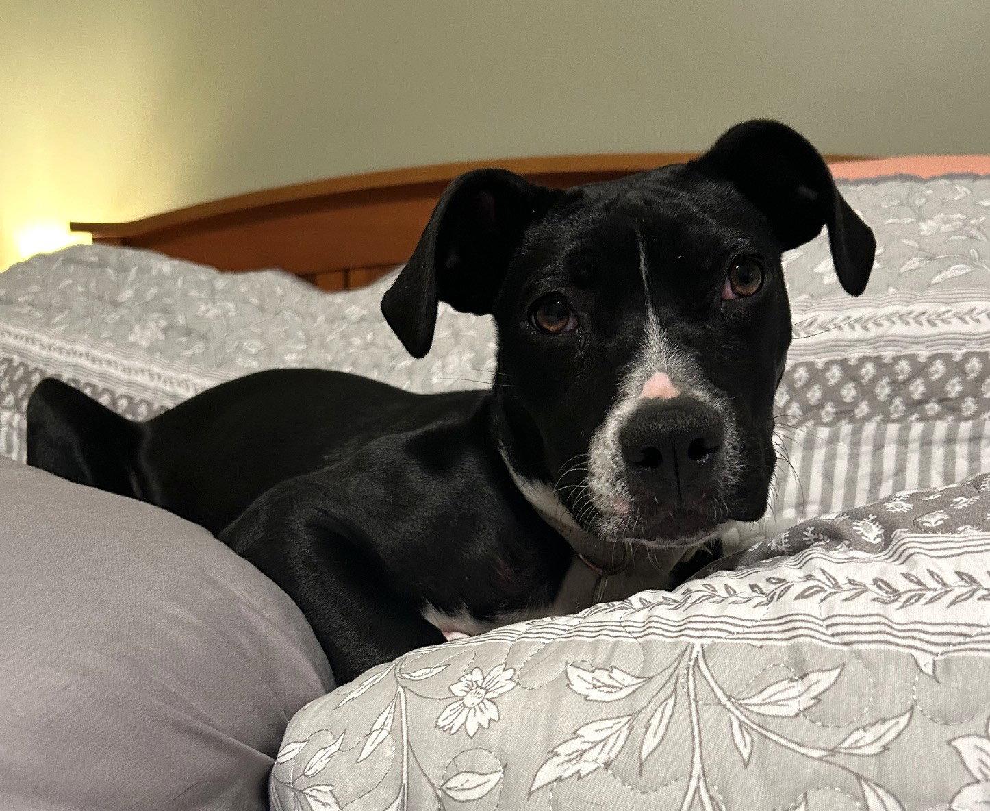 Enlarge Angel Calligrace *LOCAL*, a Adoptable mixed breed in Wakefield, RI image 1/3