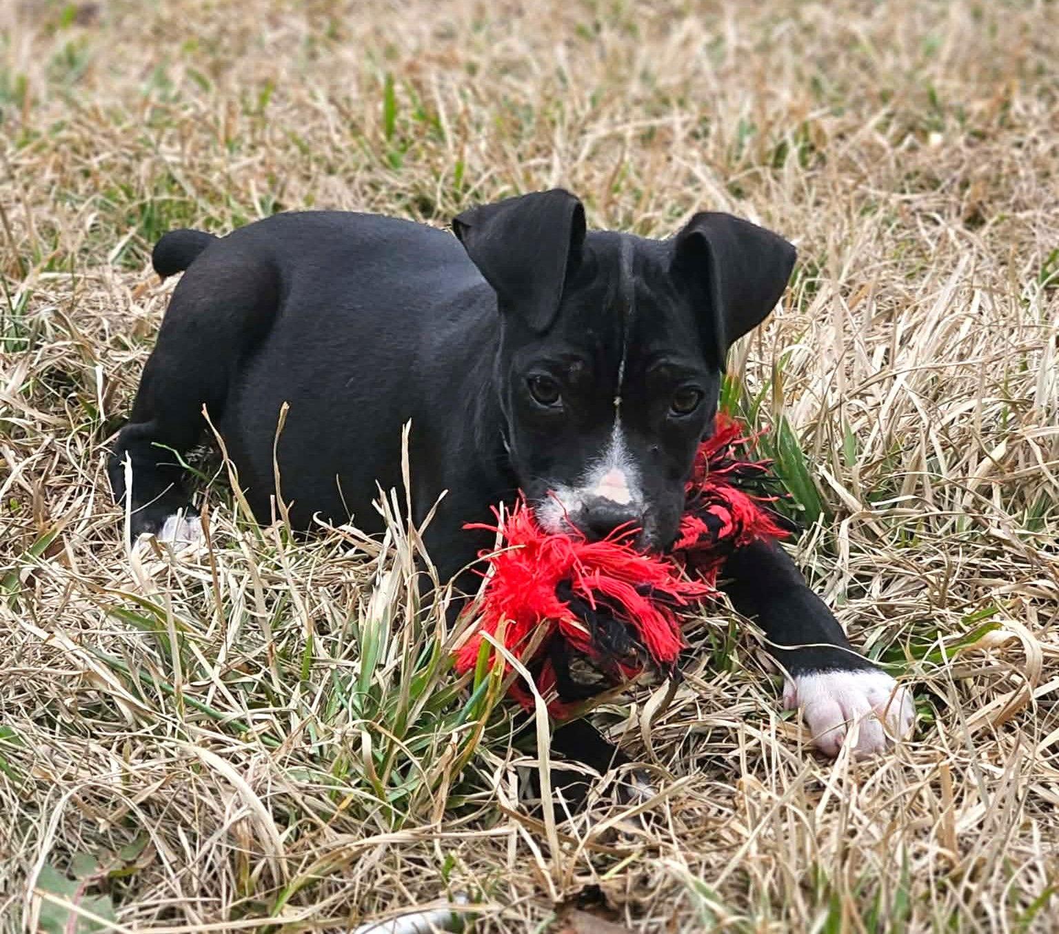 Enlarge Angel Calligrace, a Adoptable mixed breed in Wakefield, RI image 2/3