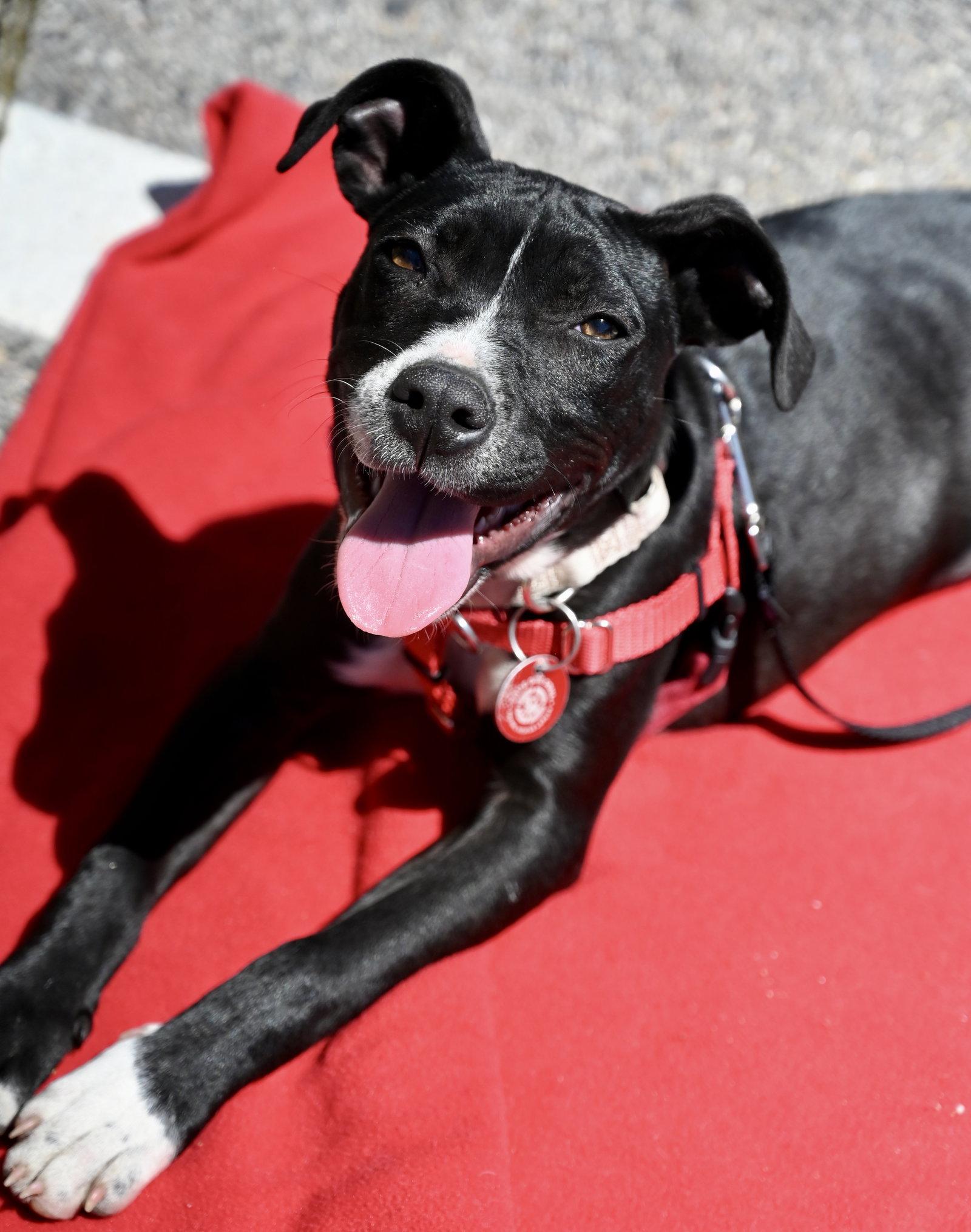 Enlarge Angel Calligrace *LOCAL*, a Adoptable mixed breed in Wakefield, RI image 1/3