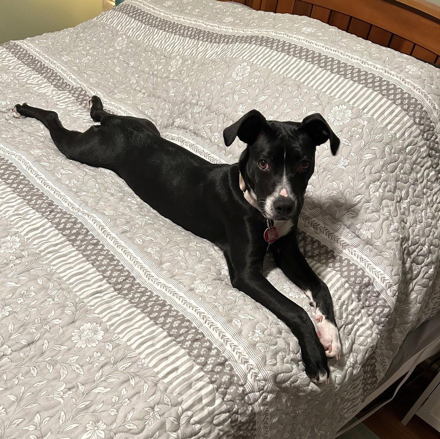 Enlarge Angel Calligrace *LOCAL*, a Adoptable mixed breed in Wakefield, RI image 2/3