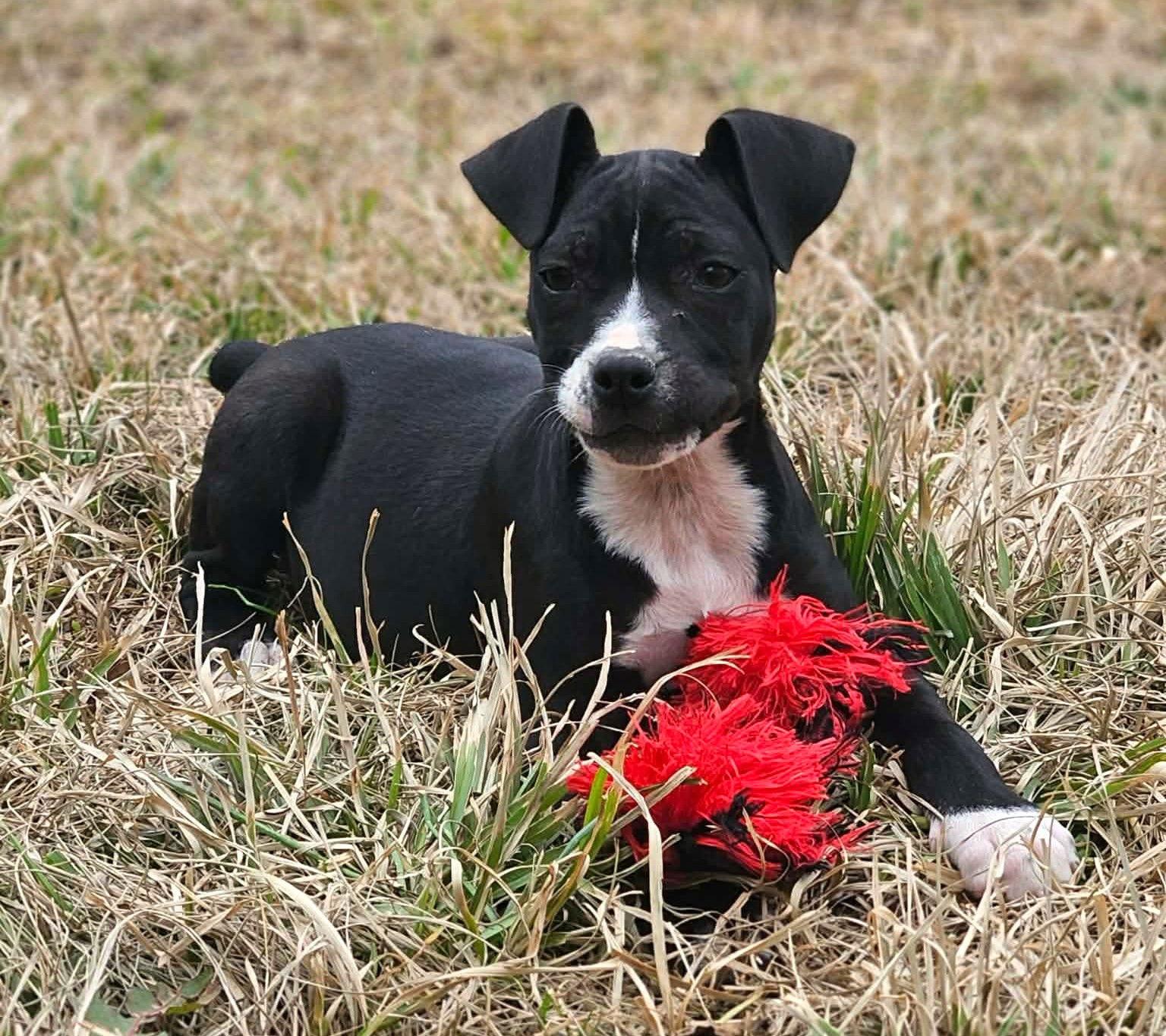 Enlarge Angel Calligrace, a Adoptable mixed breed in Wakefield, RI image 3/3
