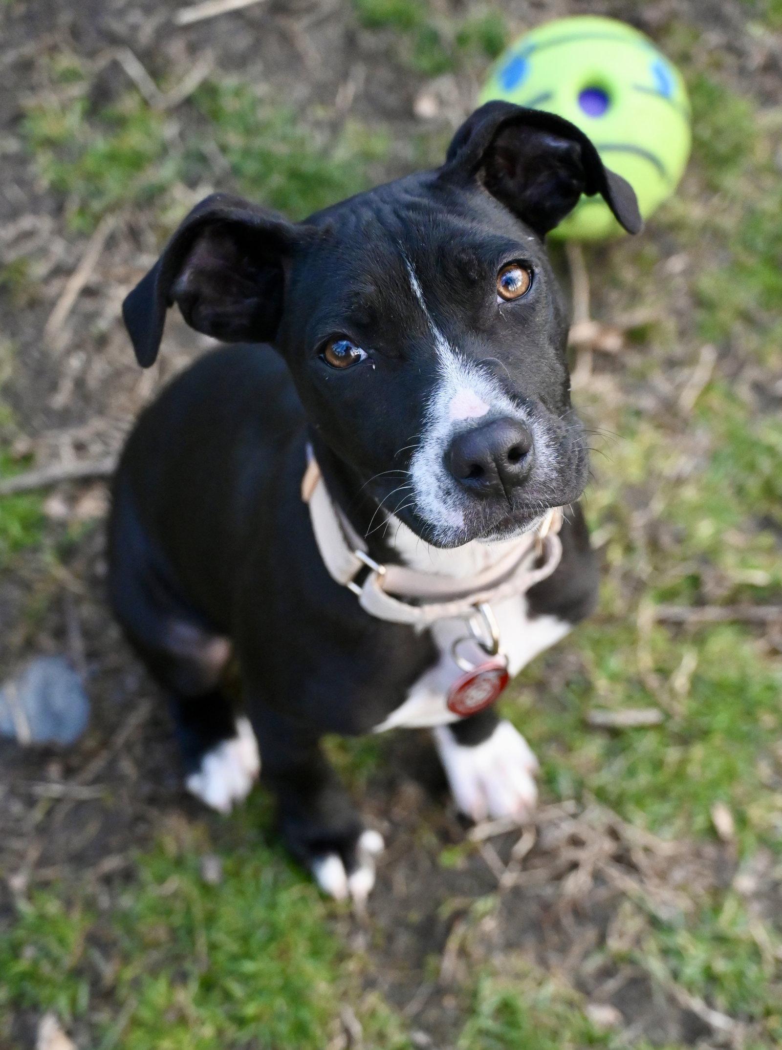 Enlarge Angel Calligrace *LOCAL*, a Adoptable mixed breed in Wakefield, RI image 2/3