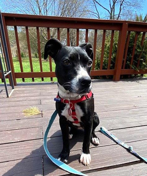 Enlarge Angel Calligrace *LOCAL*, a Adoptable mixed breed in Wakefield, RI image 2/3