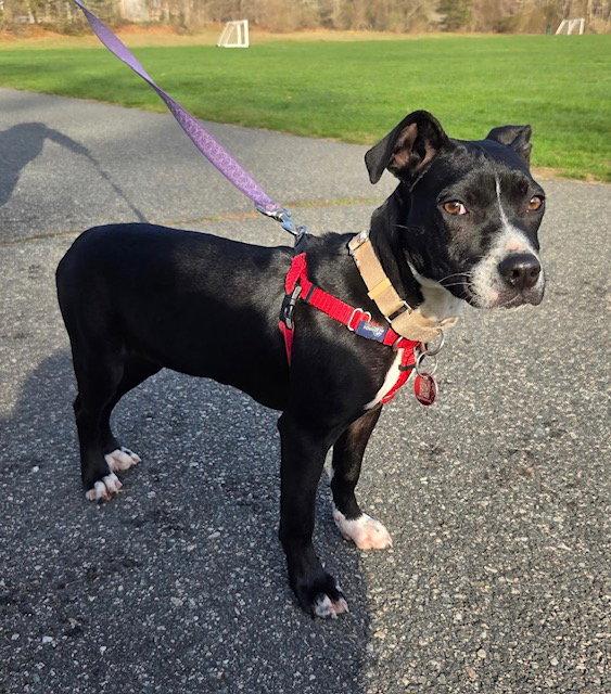 Enlarge Angel Calligrace *LOCAL*, a Adoptable mixed breed in Wakefield, RI image 3/3