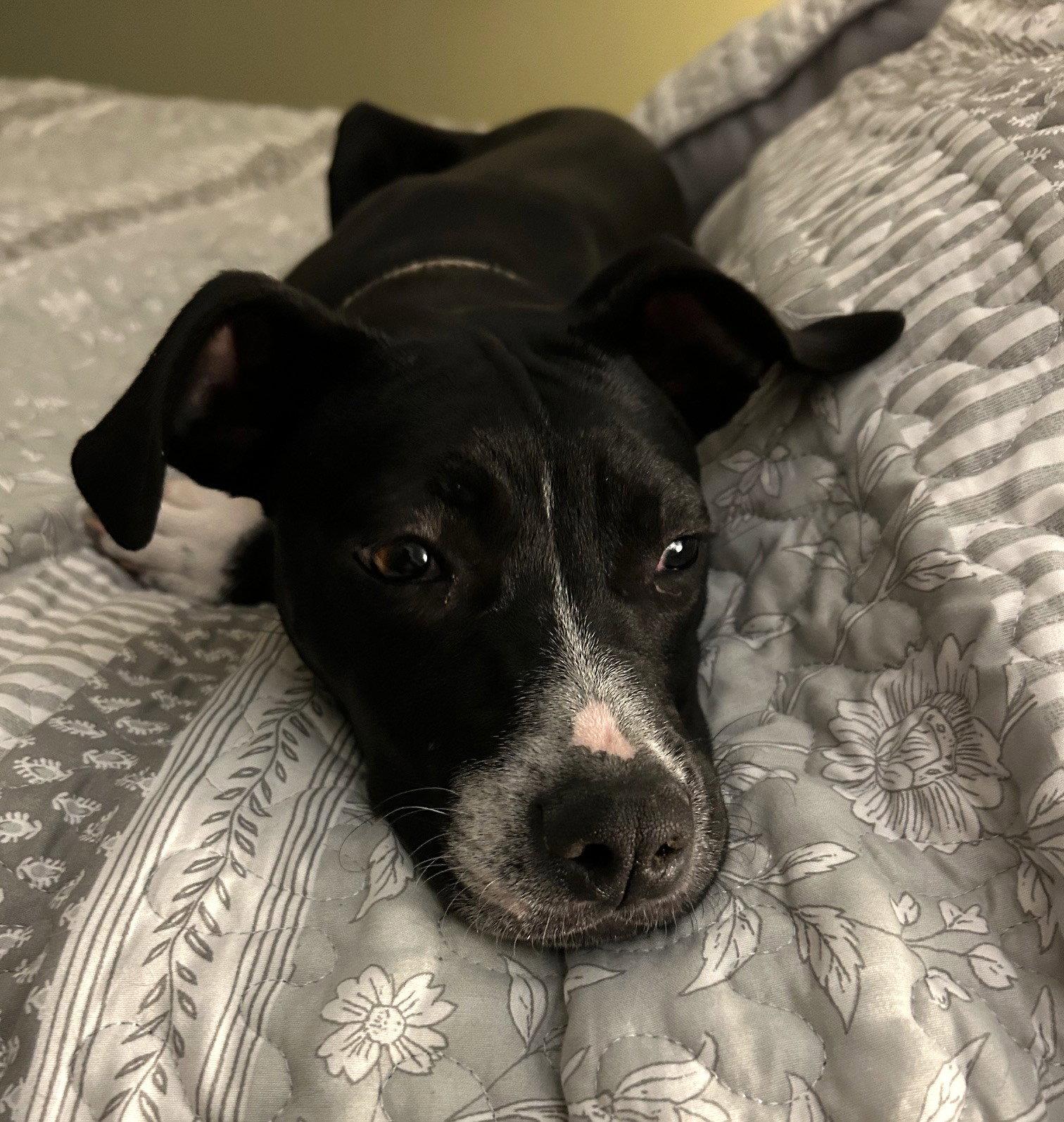 Enlarge Angel Calligrace *LOCAL*, a Adoptable mixed breed in Wakefield, RI image 3/3