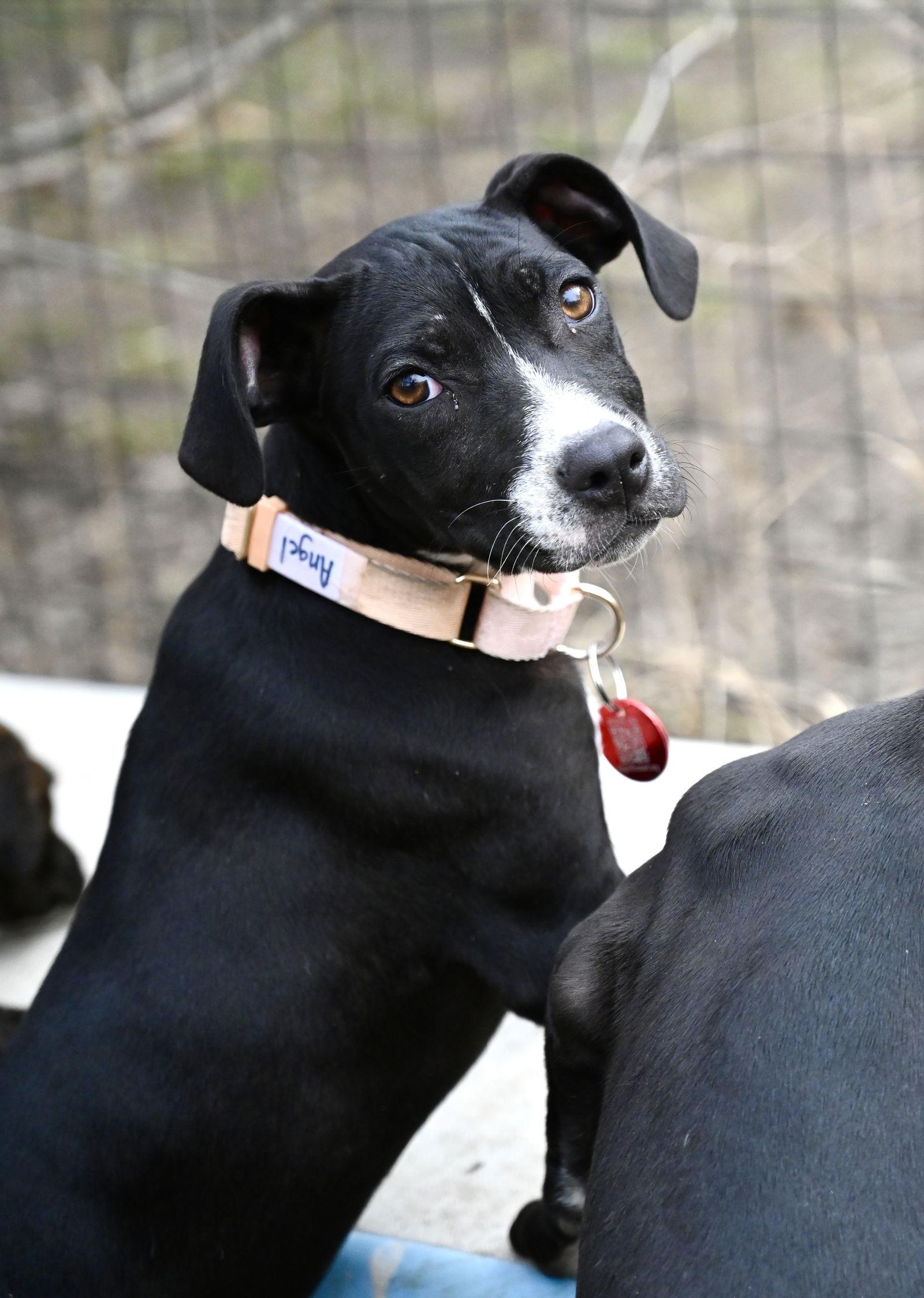 Enlarge Angel Calligrace *LOCAL*, a Adoptable mixed breed in Wakefield, RI image 3/3