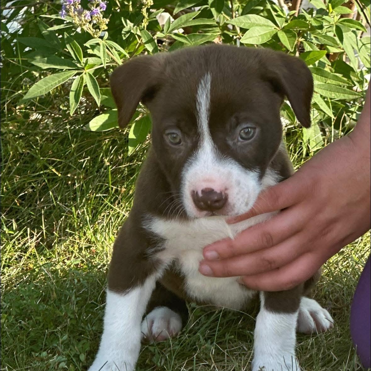 Auggie $195, Baby Female Catahoula Leopard Dog