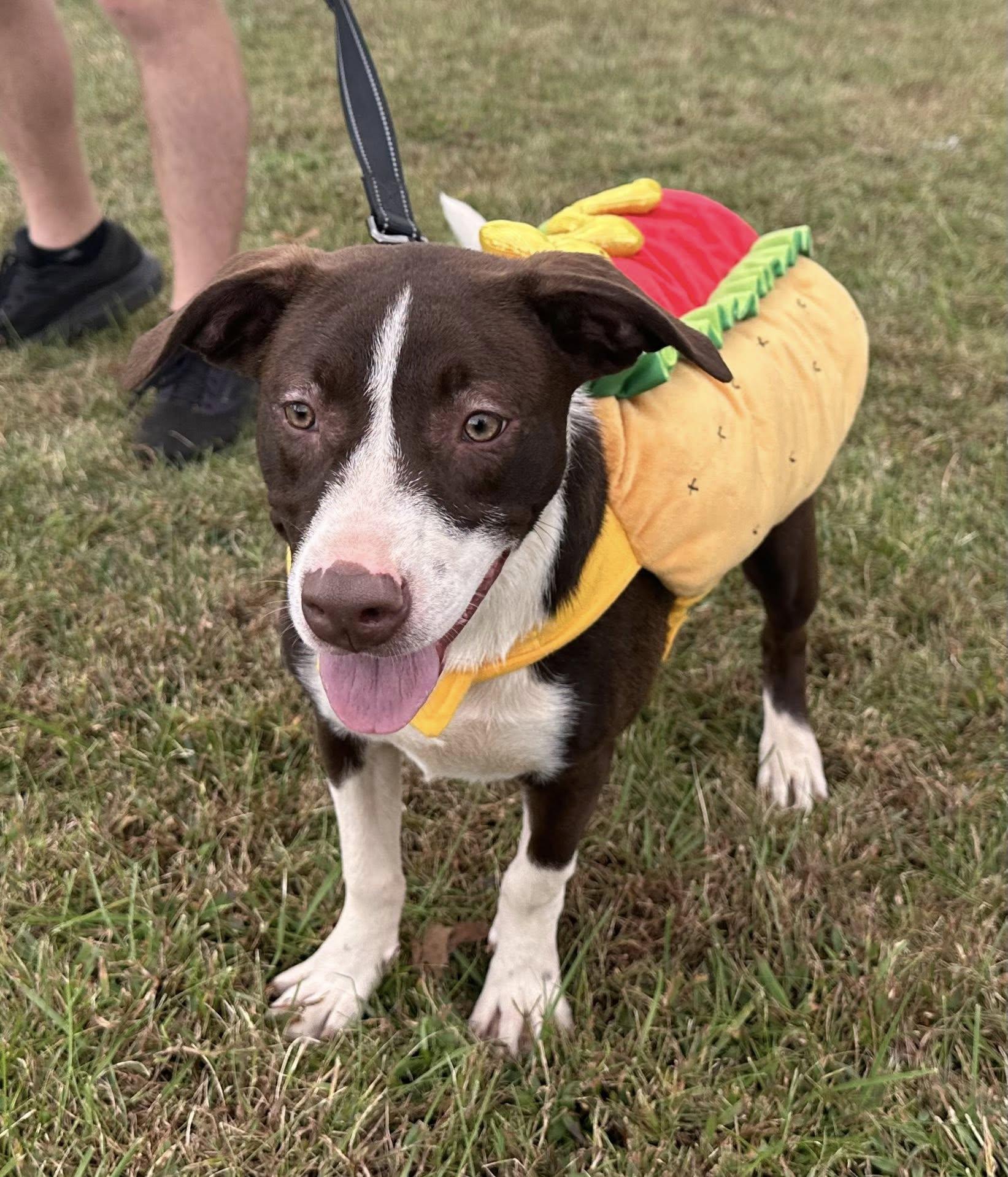 Auggie $195, a Adoptable mixed breed in Seneca, SC image 1/4