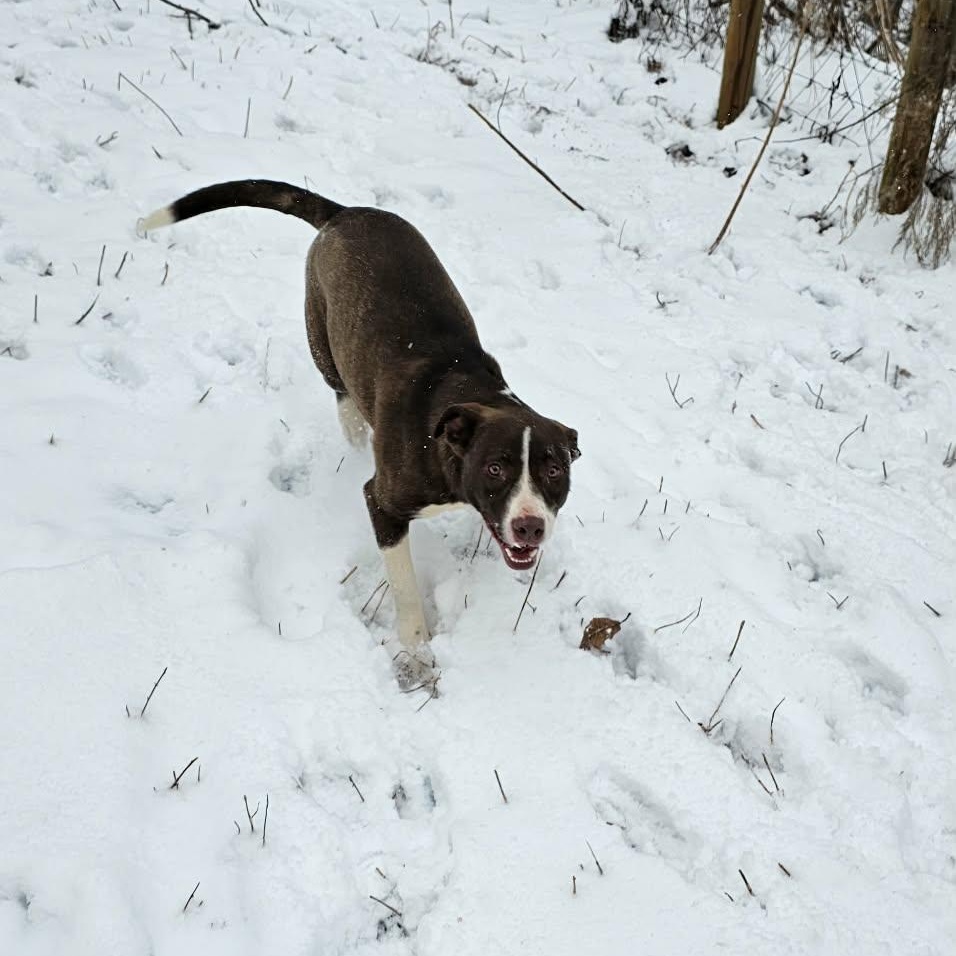 Enlarge Auggie $195, a Adoptable mixed breed in Seneca, SC image 4/6