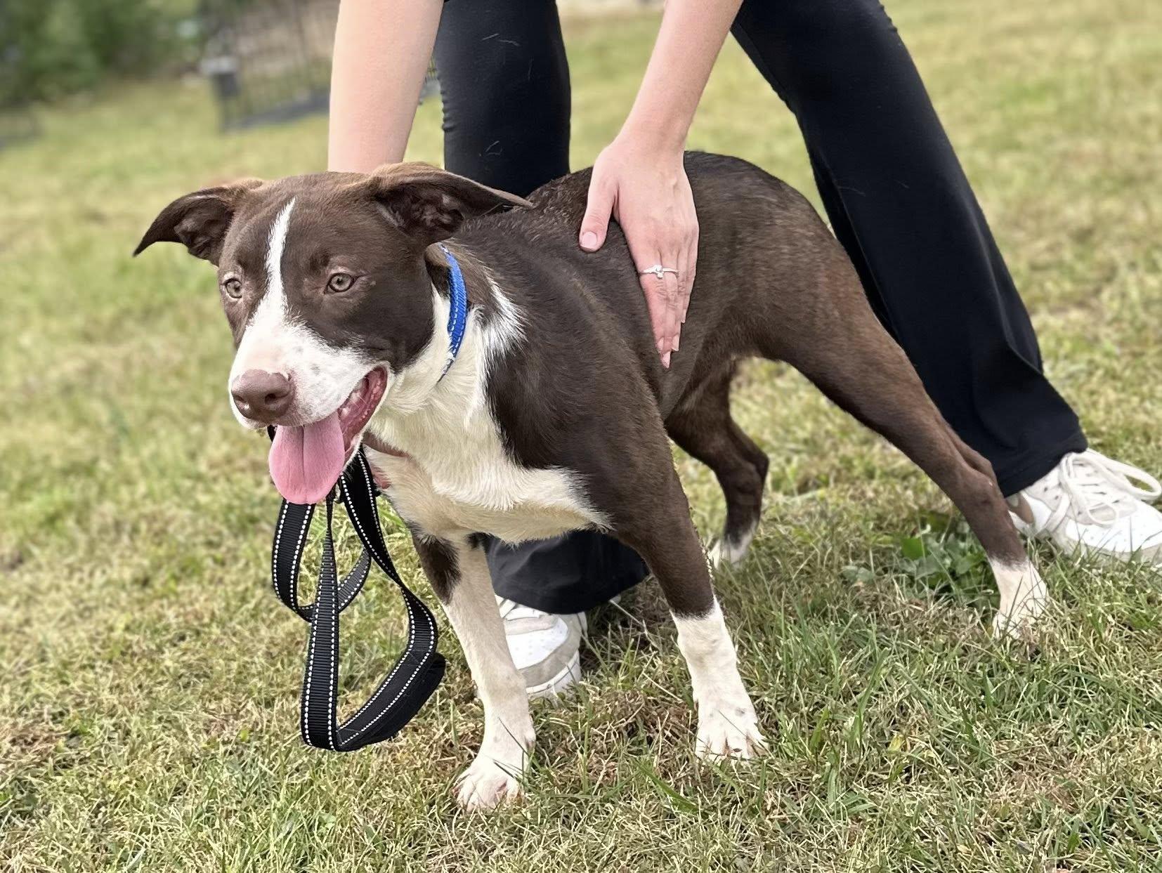 Auggie $195, a Adoptable mixed breed in Seneca, SC image 3/4