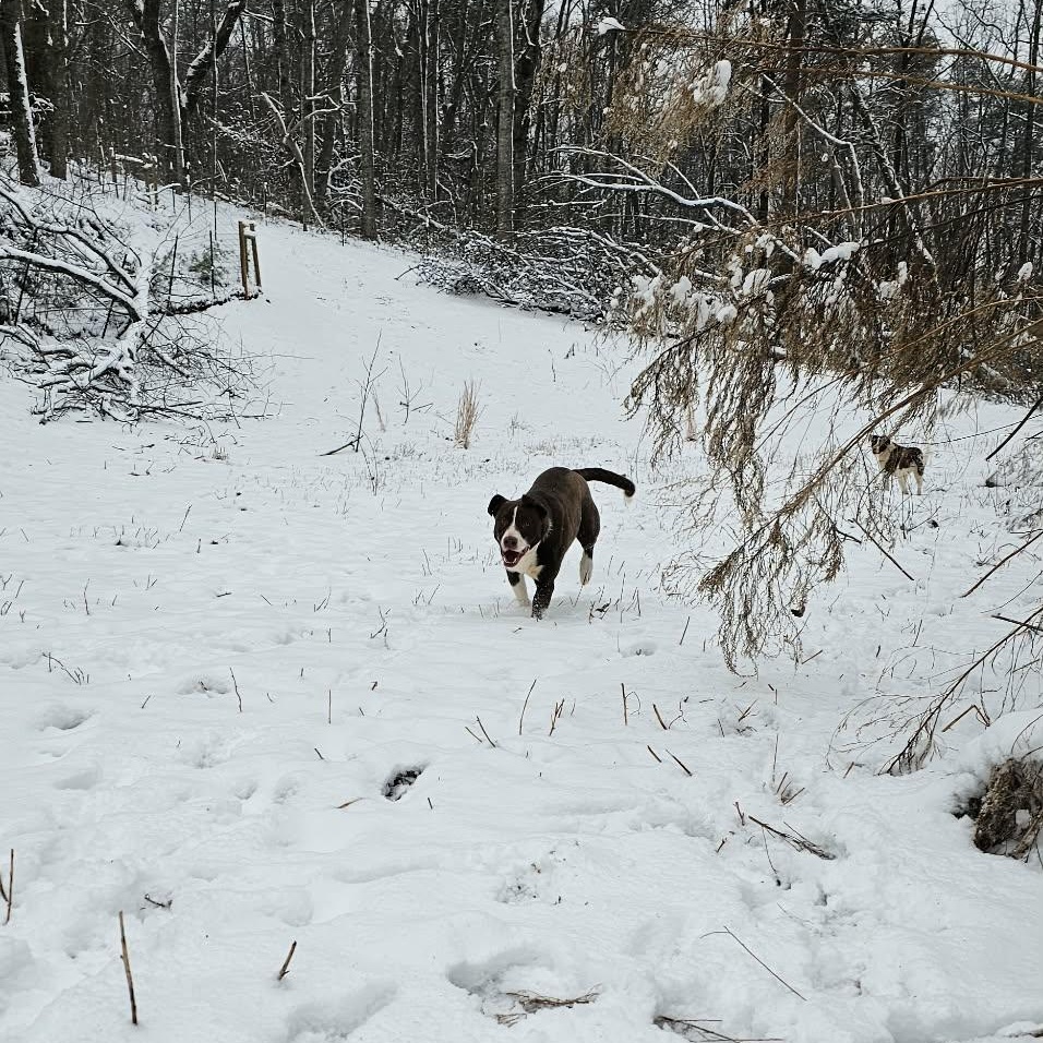 Enlarge Auggie $195, a Adoptable mixed breed in Seneca, SC image 2/6