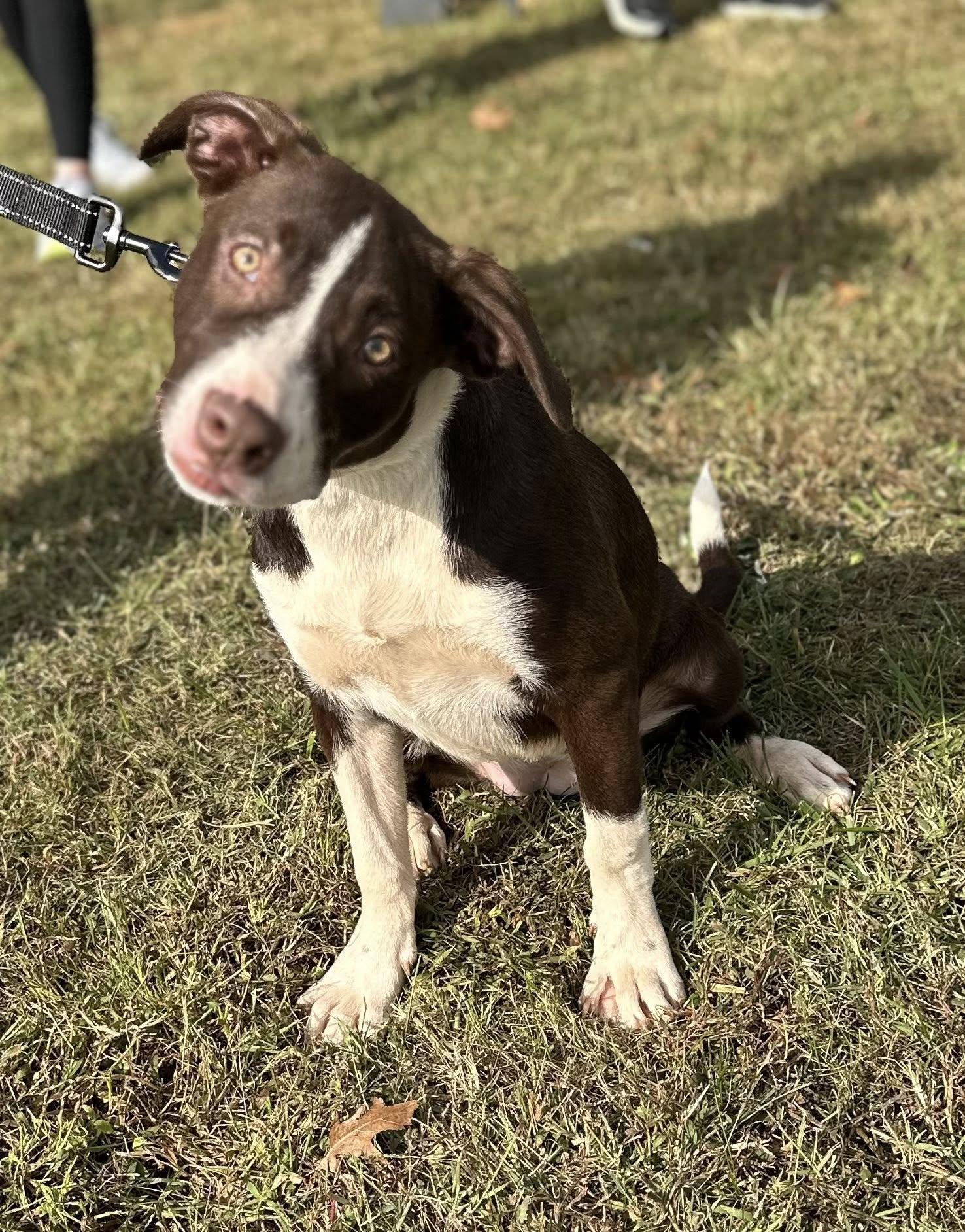 Auggie $195, Adoptable, Young Female Catahoula Leopard Dog & Pit Bull Terrier.