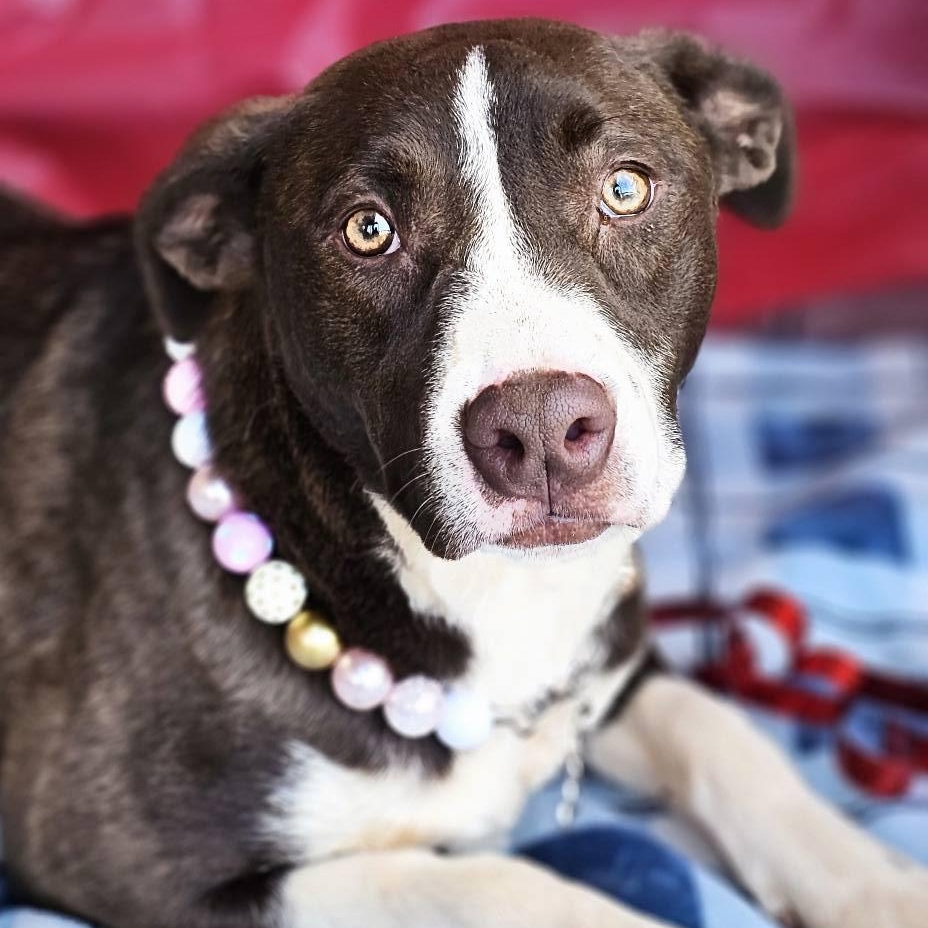 Auggie $195, Adoptable, Young Female Catahoula Leopard Dog & Pit Bull Terrier.