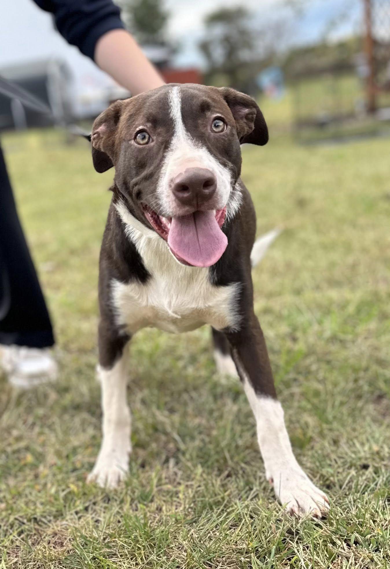 Auggie $195, a Adoptable mixed breed in Seneca, SC image 2/4