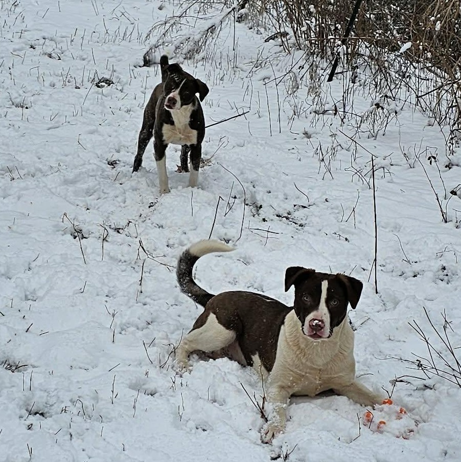 Enlarge Auggie $195, a Adoptable mixed breed in Seneca, SC image 6/6