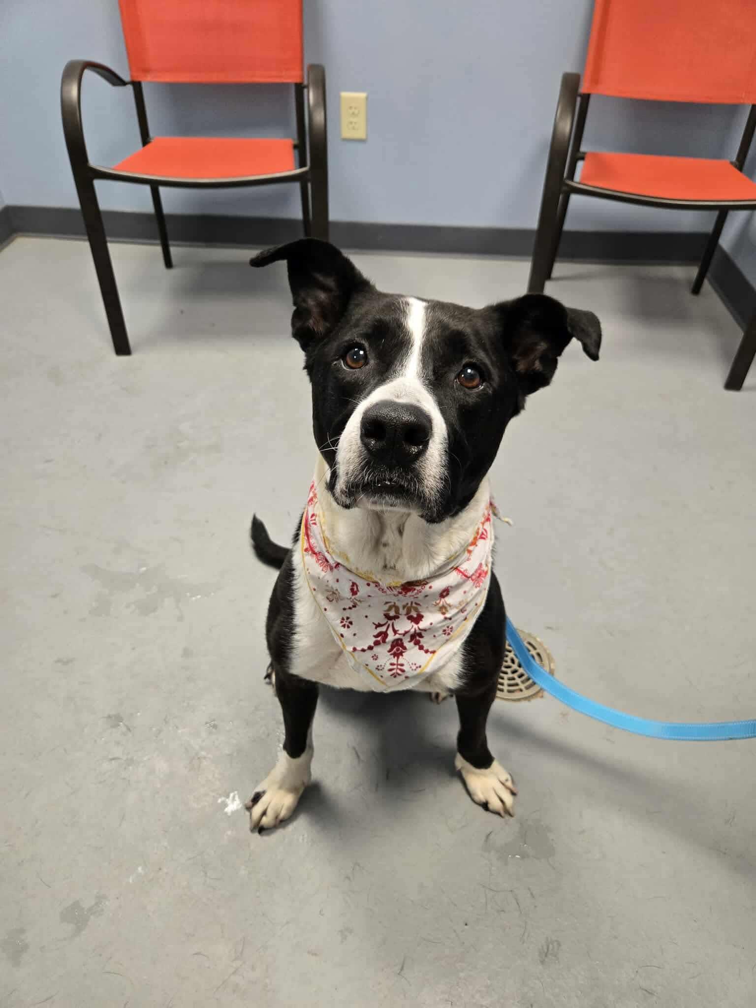 Louie, Adoptable, Adult Male Terrier.