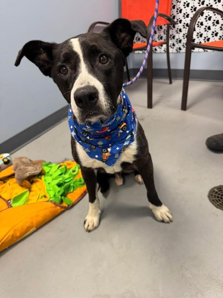 Louie, a Adoptable mixed breed in Zanesville, OH image 2/2