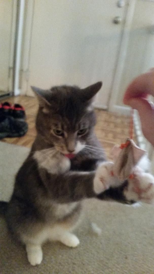 Buddy Smith OS 0921, a Adoptable mixed breed in West Bloomfield, MI image 6/6