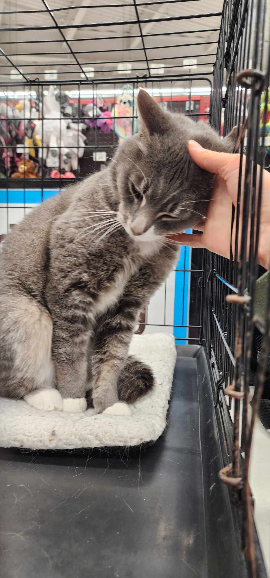 Buddy Smith OS 0921, Adoptable, Adult Male Domestic Medium Hair & Domestic Short Hair.